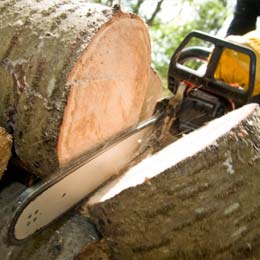 Tree Removal
