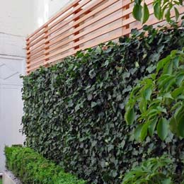 Ivy Topping